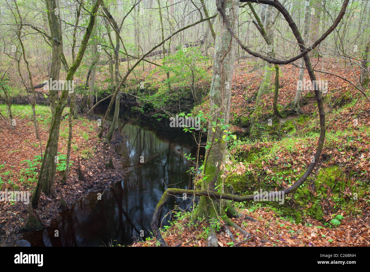 Isla Creek, Croatan Bosque Nacional, Carolina del Norte Foto de stock