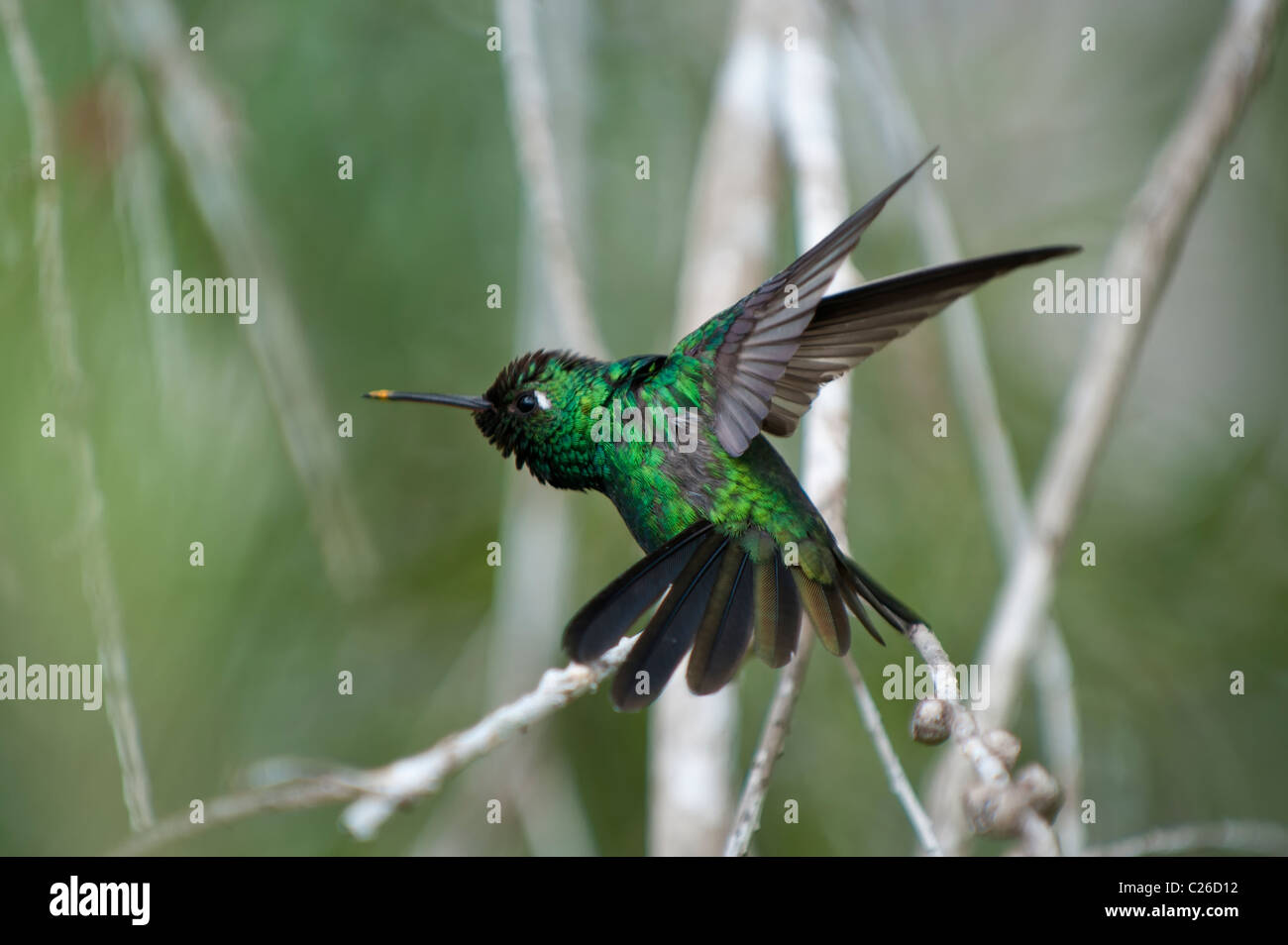 Cubano colibrí esmeralda (Chlorostilbon ricordii), Ciénaga de Zapata, Cuba Foto de stock