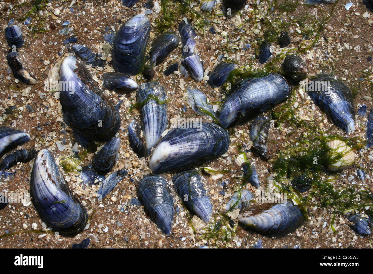 Común (a.k.a. Azul) Mejillón Mytilus edulis conchas tumbado en la playa en la isla de Hilbre, el Wirral, Merseyside, REINO UNIDO Foto de stock