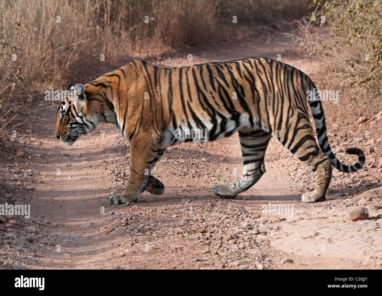 Un macho de Tigre, Ranthambore NP, India Foto de stock