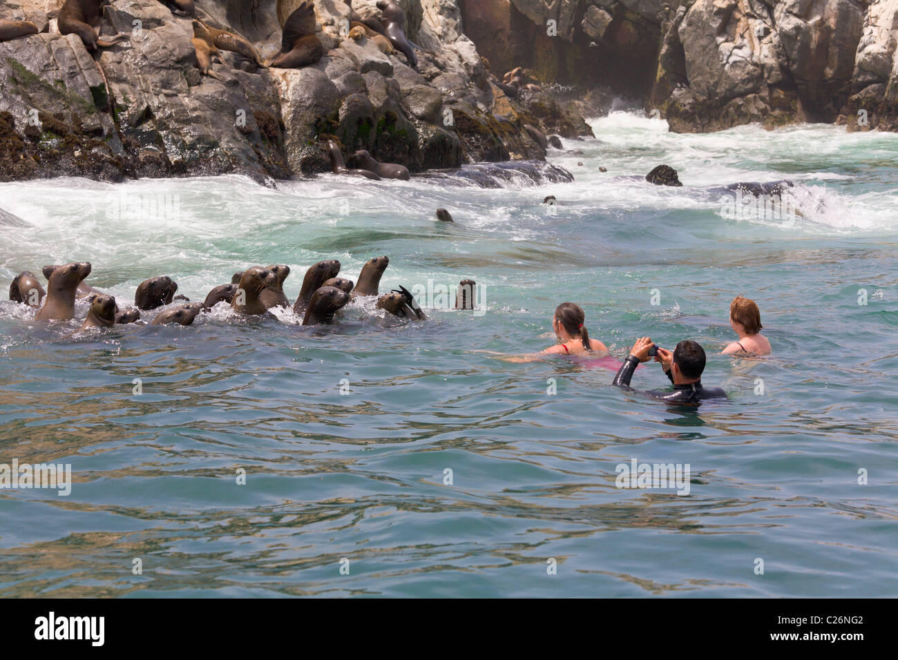 Los turistas nadar con leones marinos, Islas Palomino, Callao, Lima, Perú. Foto de stock