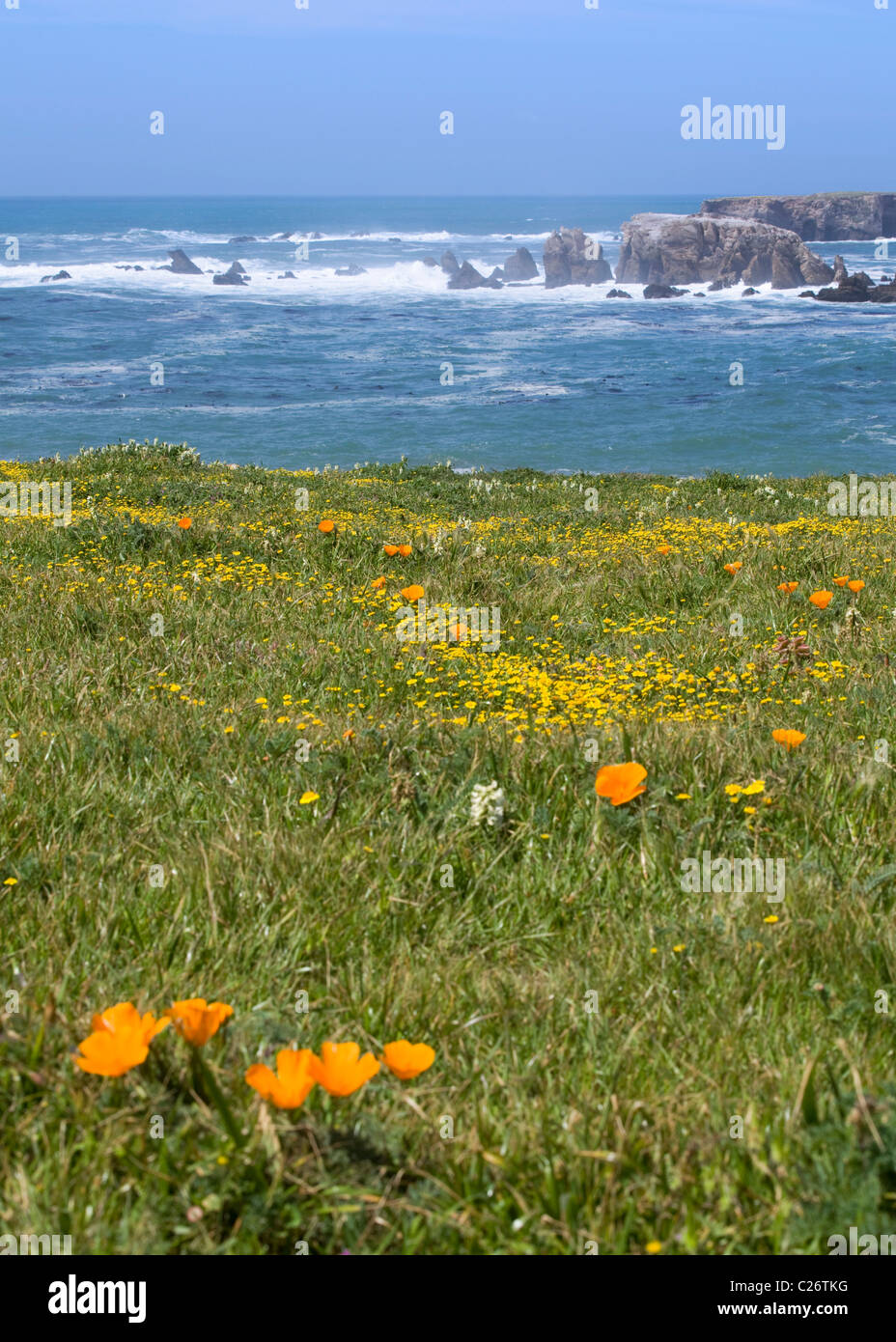 El Wildflower parche en costa rocosa, el Centro de California, EE.UU. Foto de stock