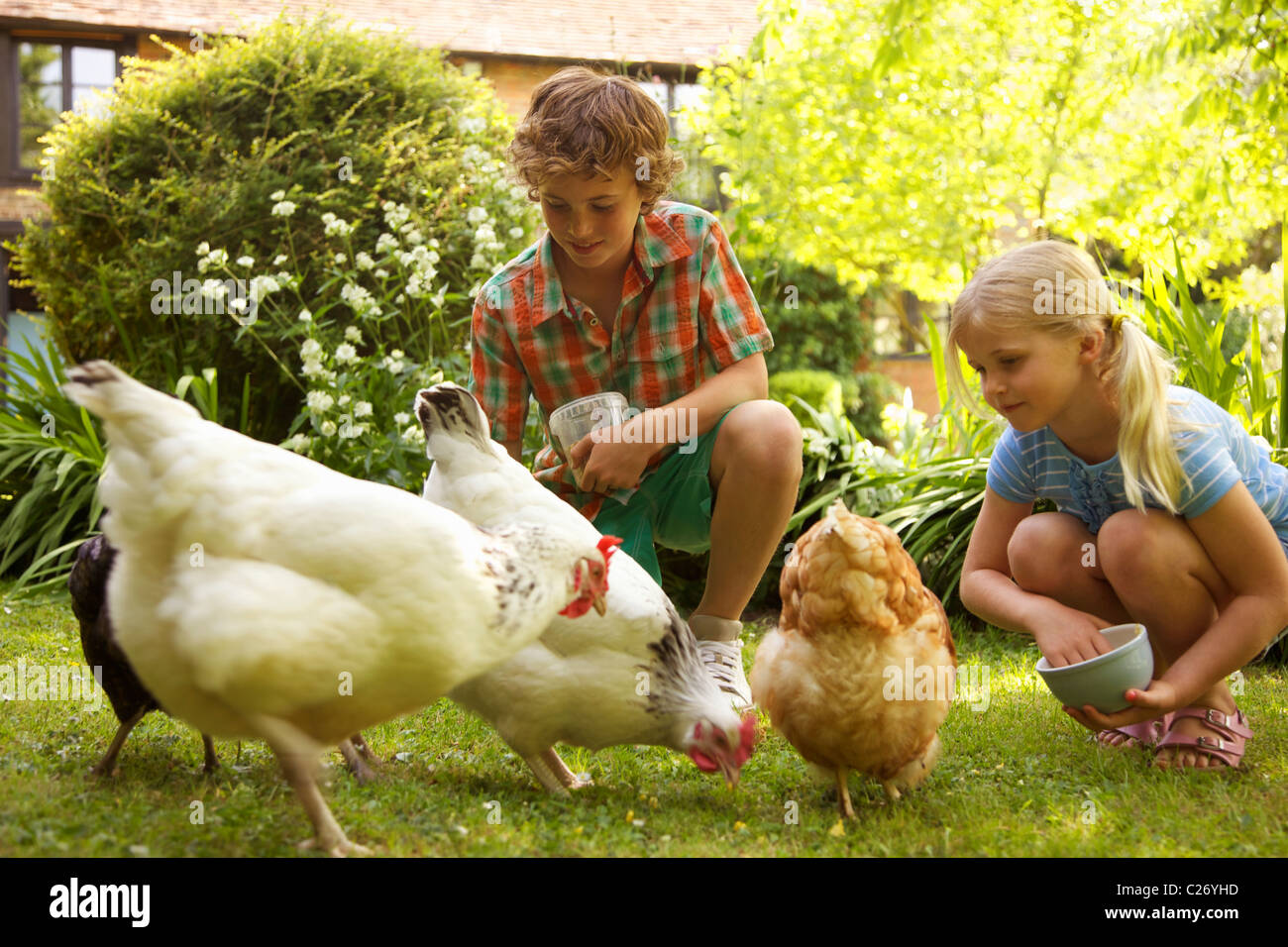 Chico y chica alimentando pollos en el jardín Foto de stock