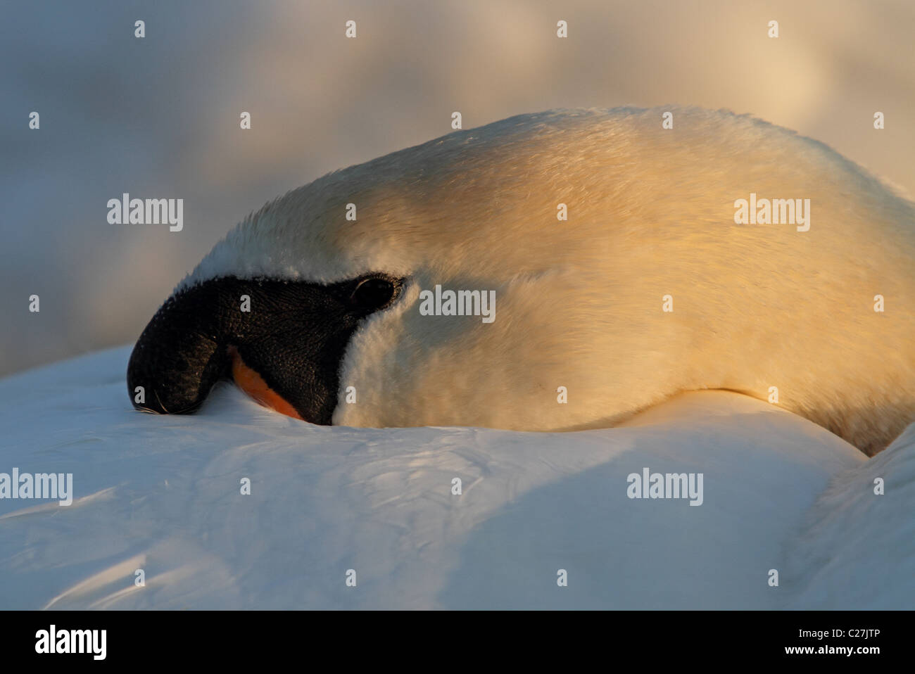 Cisne Cygnus olor durmiendo Foto de stock