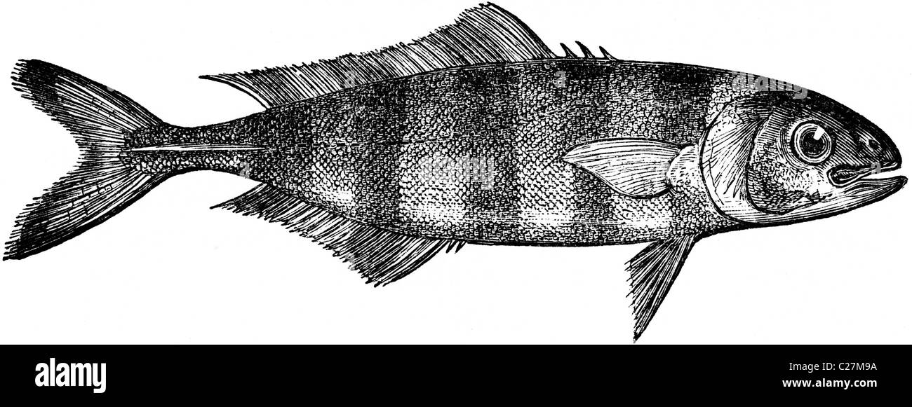 Ilustración de libros del siglo xix, tomadas desde la 9ª edición (1875) de la Encyclopaedia Britannica, de PilotFish Foto de stock