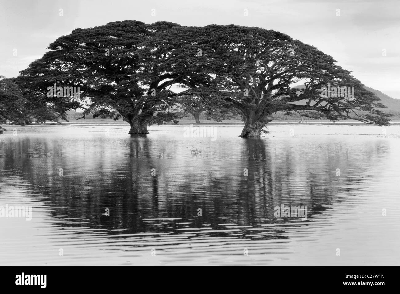 Árboles de lluvia (Samanea saman) reflejada en el estanque estacional, Sri Lanka Foto de stock