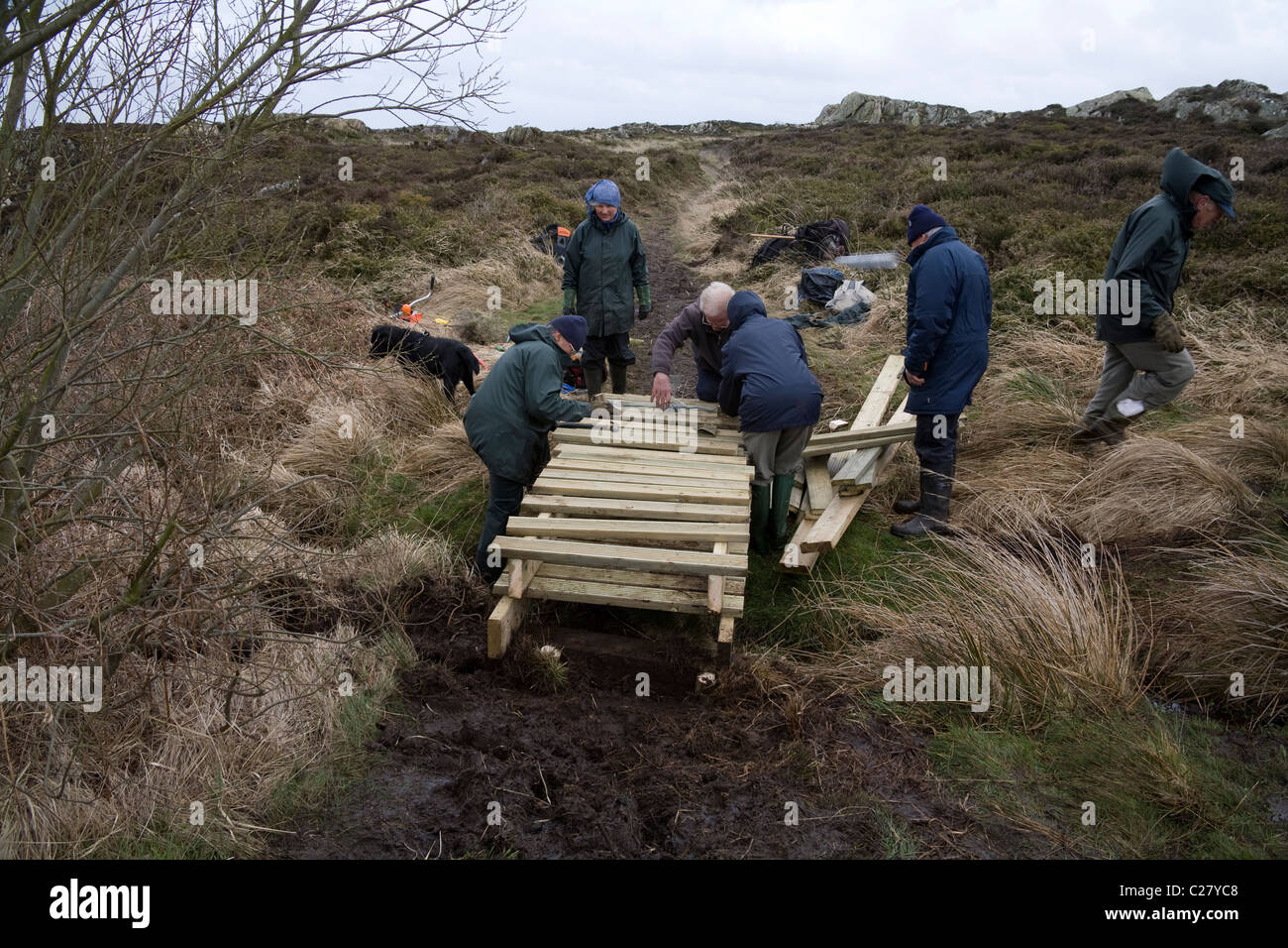 Al norte de Gales, Reino Unido grupo de voluntarios ancianos la construcción de una pasarela de madera sobre una sección de barro de un sendero público en un día lluvioso gris Foto de stock
