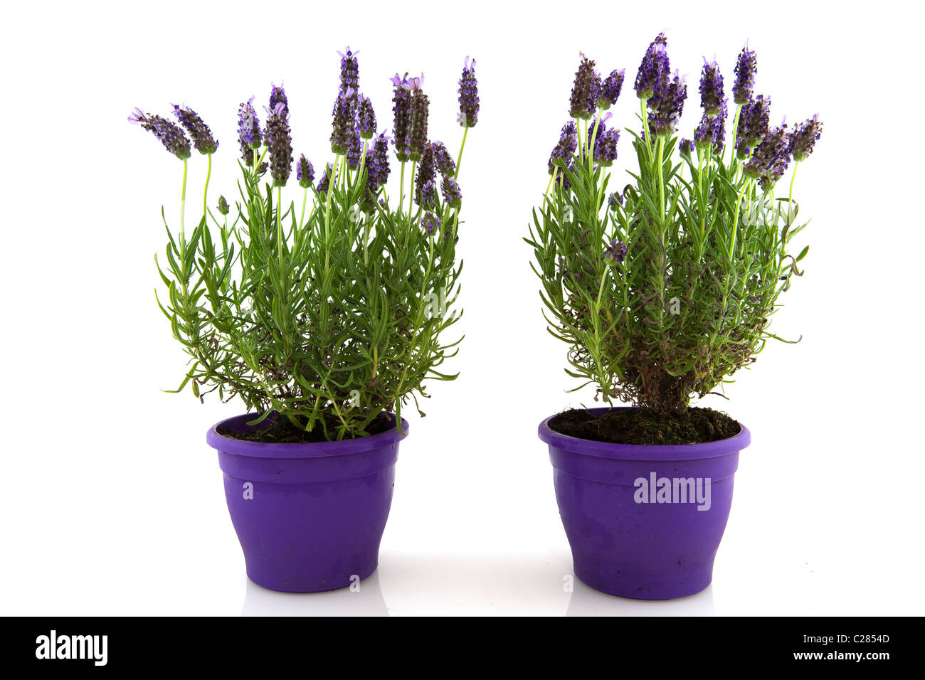 La lavanda Stoechas planta en maceta de flores púrpura Fotografía de stock  - Alamy