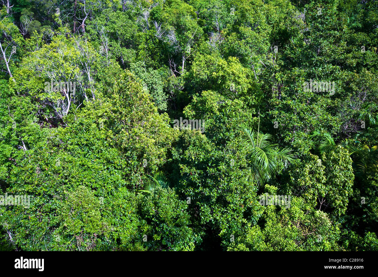 El dosel del bosque lluvioso tropical monzónico remanente rellenos gargantas escarpadas. Foto de stock