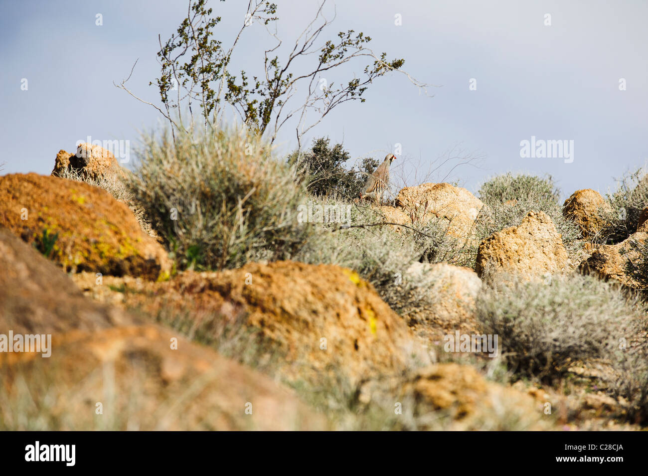 Chukar salvajes en el desierto de Mojave de California Foto de stock