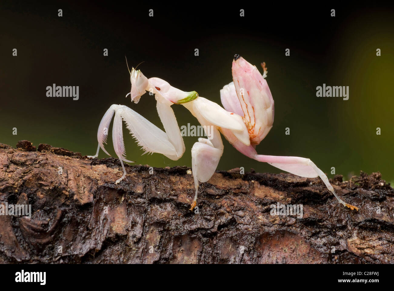 Mantis orquídea (Hymenopus coronatus) en la corteza. Foto de stock