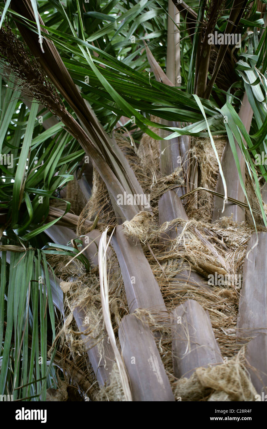 American Oil Palm, Amazon Palm, Palm, Attalea butyracea Yagua, Arecaceae. El sur de los Estados Unidos, México y el Norte de América del Sur. Foto de stock