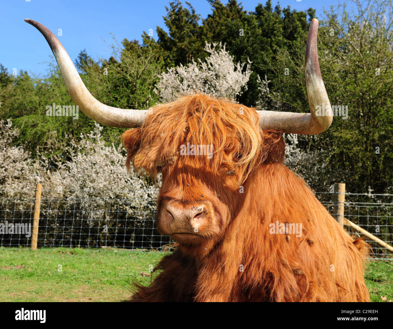 Highland ganado o kyloe. Una escocesa antigua raza de ganado vacuno, con elegantes cuernos largos y abrigos largos, Foto de stock