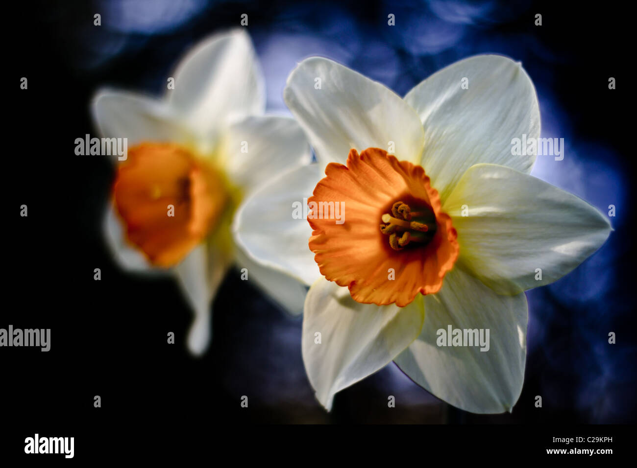 Impresionante narcisos (NARCISSUS GERANIO) en primavera, REINO UNIDO Foto de stock