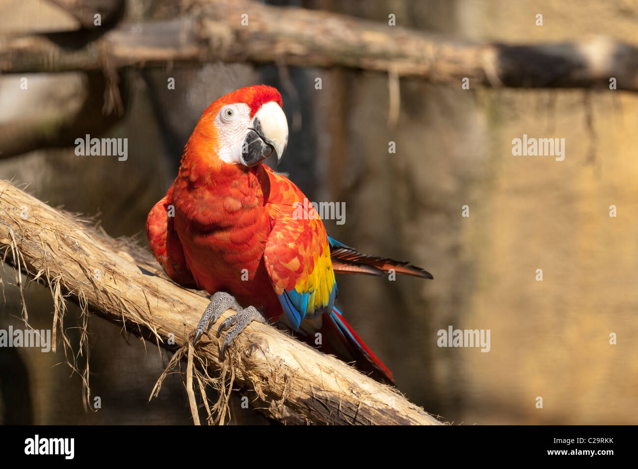 Guacamaya Roja (Ara macao). Aviario Bird. Nativo de partes tropicales de América Central y América del Sur. En peligro de extinción. Foto de stock