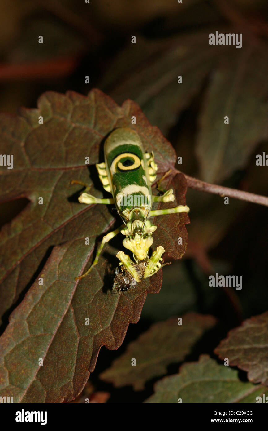 Una mantis religiosa (Mantis, Flores espinosas Pseudocreobotra wahlbergii) comer una araña Foto de stock