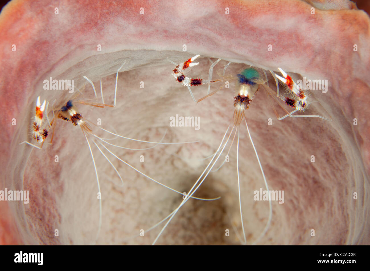 Dos bandas de coral camarones cuelgan desde el interior de una esponja Barril. Foto de stock