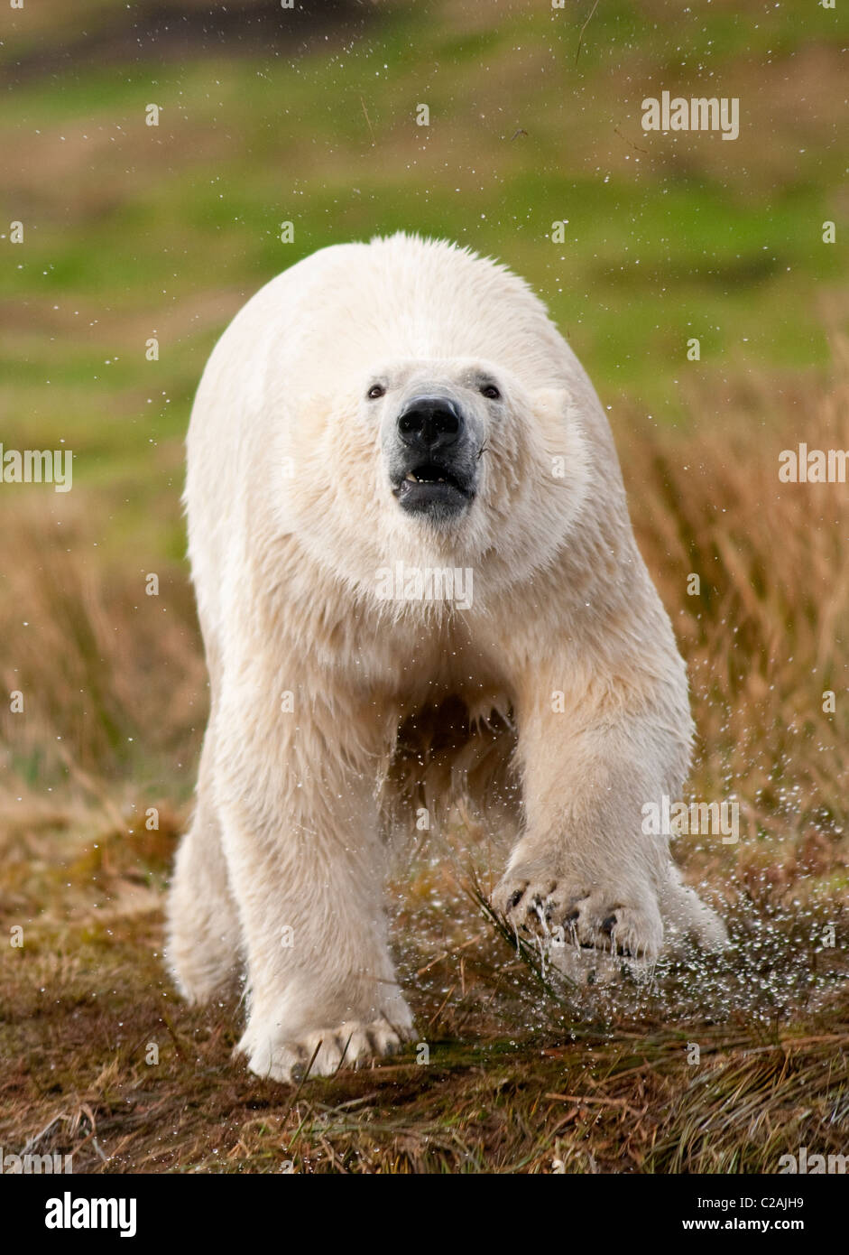 Oso Polar Foto de stock