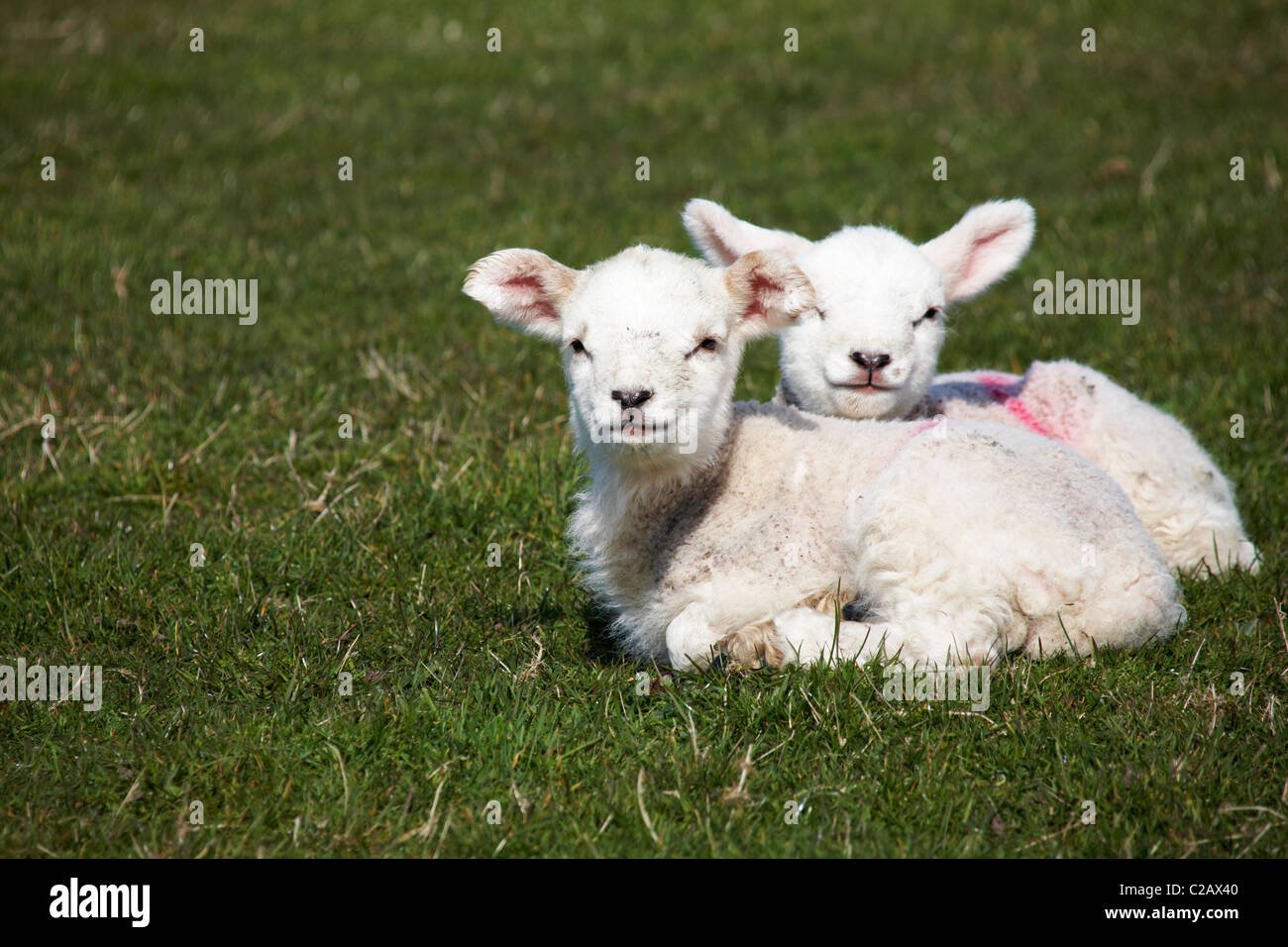 Par de corderos jóvenes mirando al fotógrafo en Lundy Island, Devon, Inglaterra en marzo Foto de stock