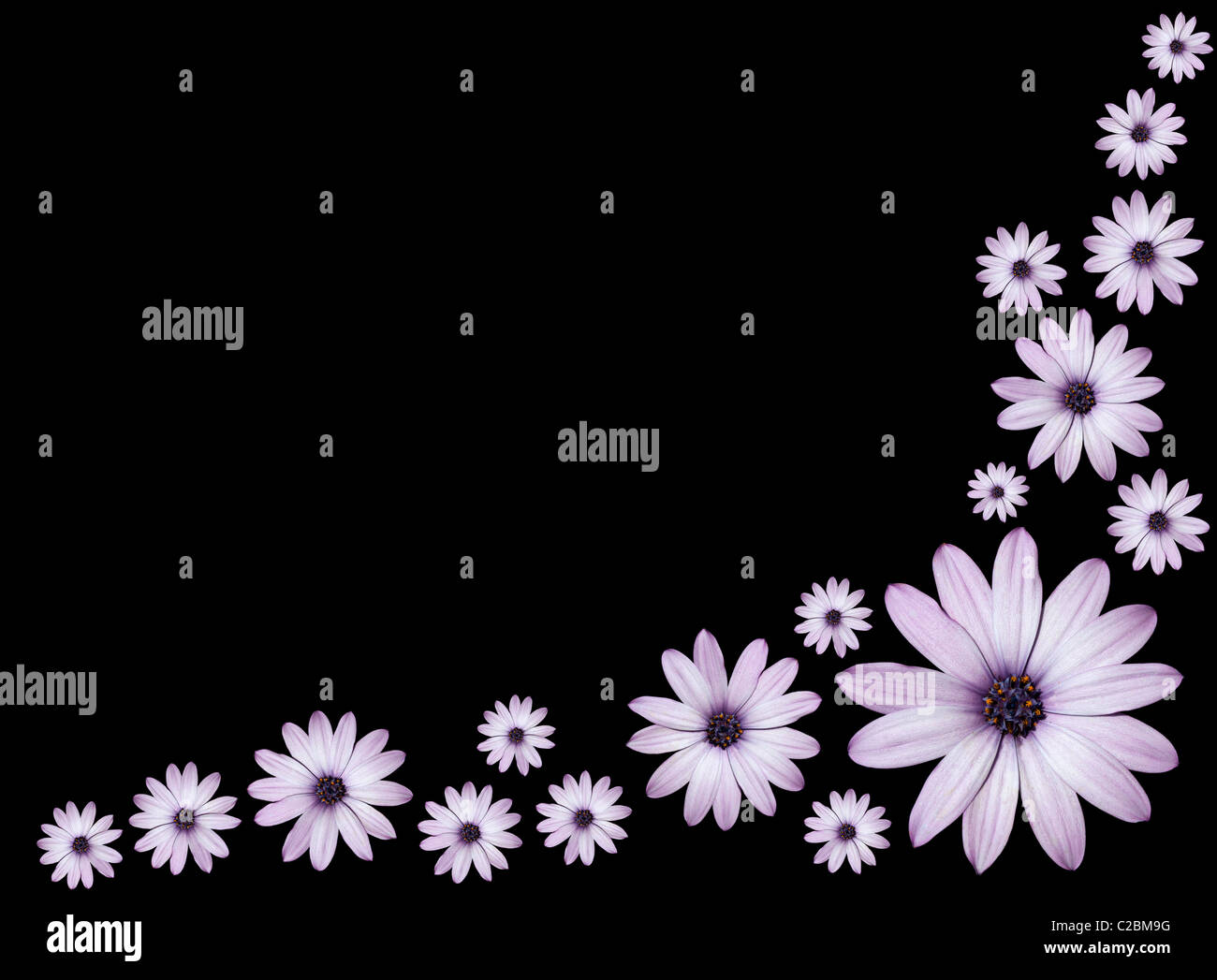 Violeta hermosa Daisy flores aisladas sobre fondo negro Foto de stock