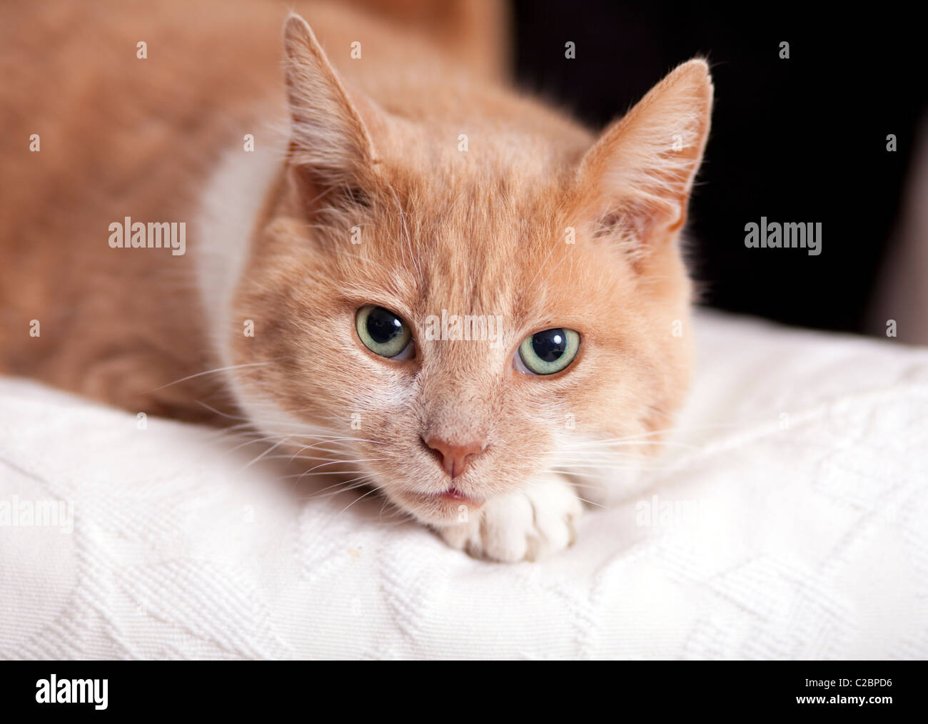 Jengibre y blanco de cuatro años gato adulto macho, acostado en un sofá. Foto de stock
