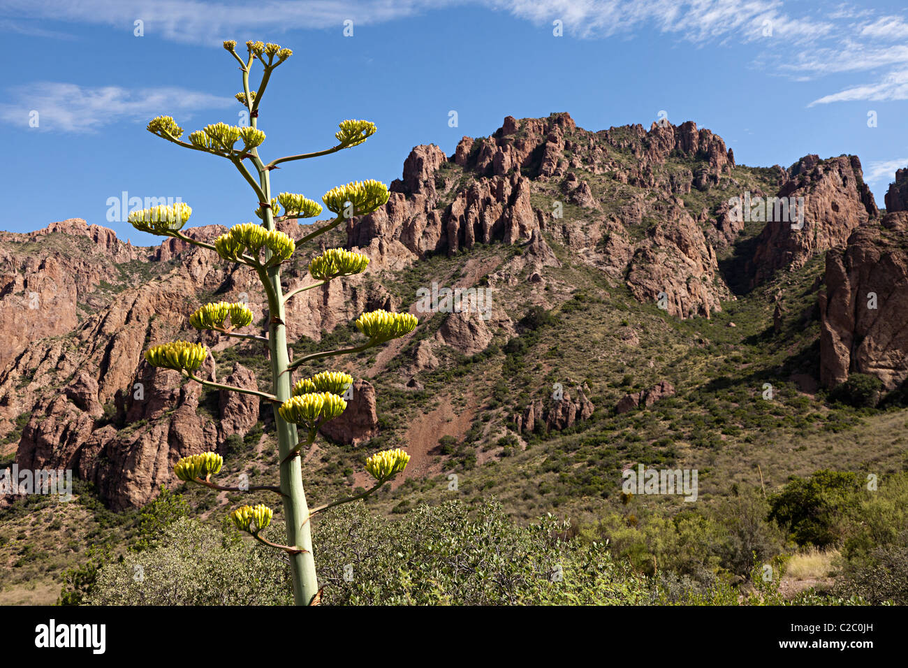 Century plant Agave americana flores en el Parque Nacional Big Bend, Texas, EE.UU. Foto de stock