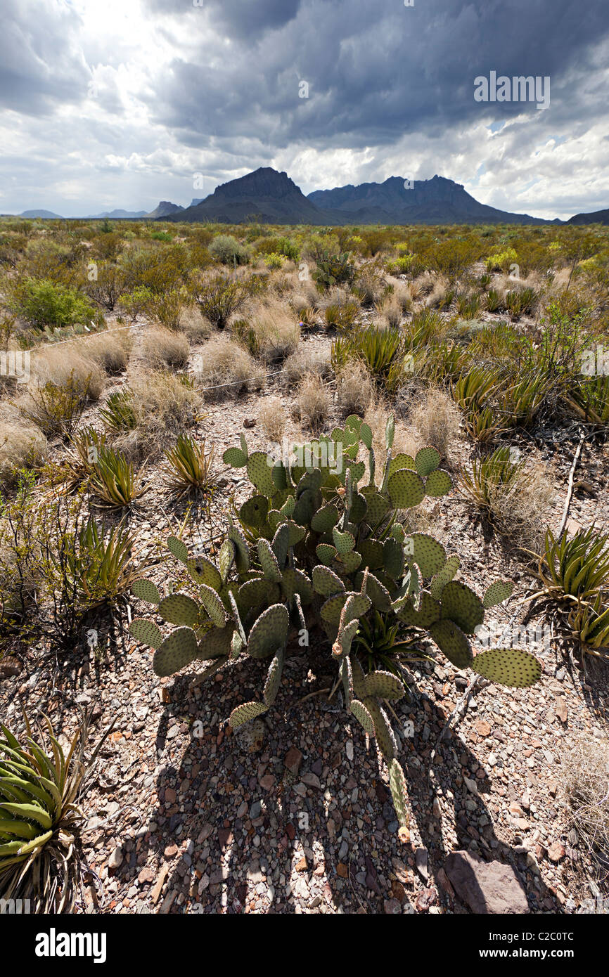 El cactus Opuntia tuna en desierto el Parque Nacional Big Bend, Texas, EE.UU. Foto de stock
