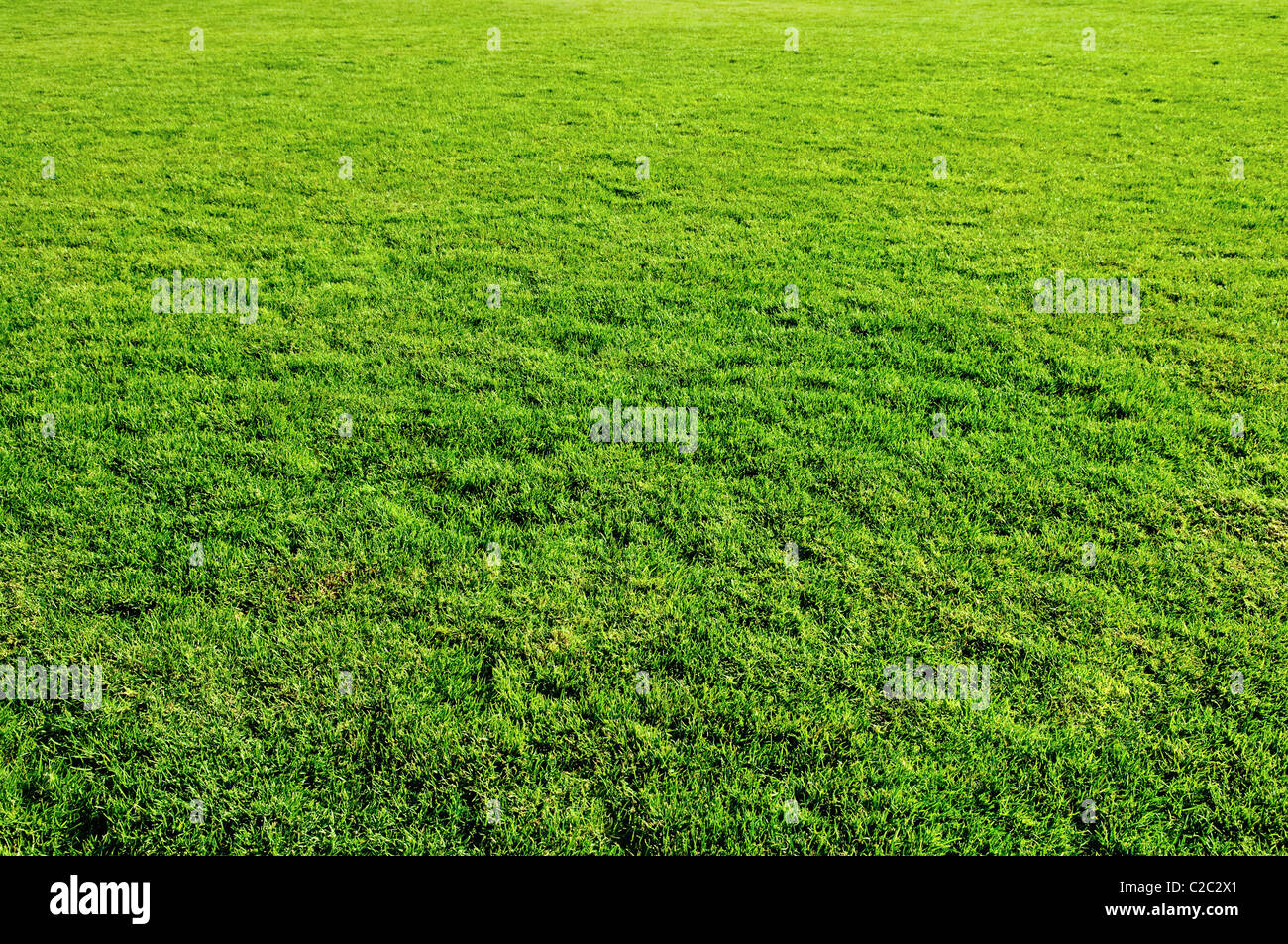La primavera hierba verde pradera para diseñar Foto de stock