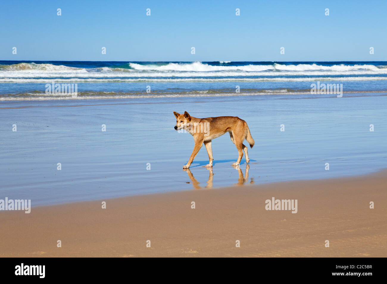 Dingo salvaje Isla Fraser Queensland Australia Foto de stock