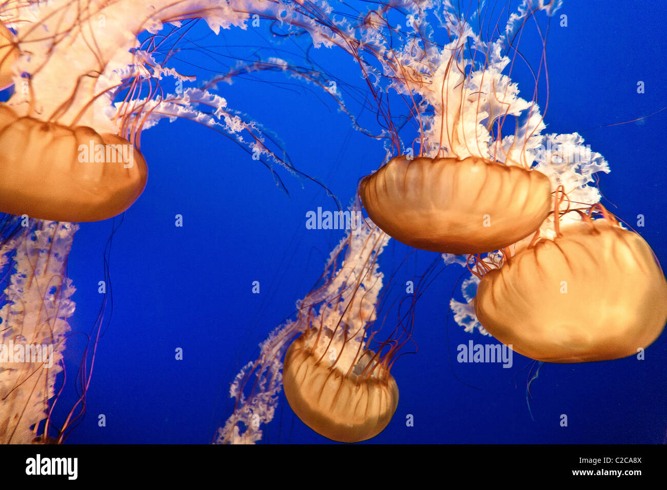 La ortiga de mar del Pacífico aka ortiga de mar de la costa oeste o Chrysaora fuscescens. Una medusa Scyphozoa o verdadero. Los ejemplares en cautividad. Foto de stock