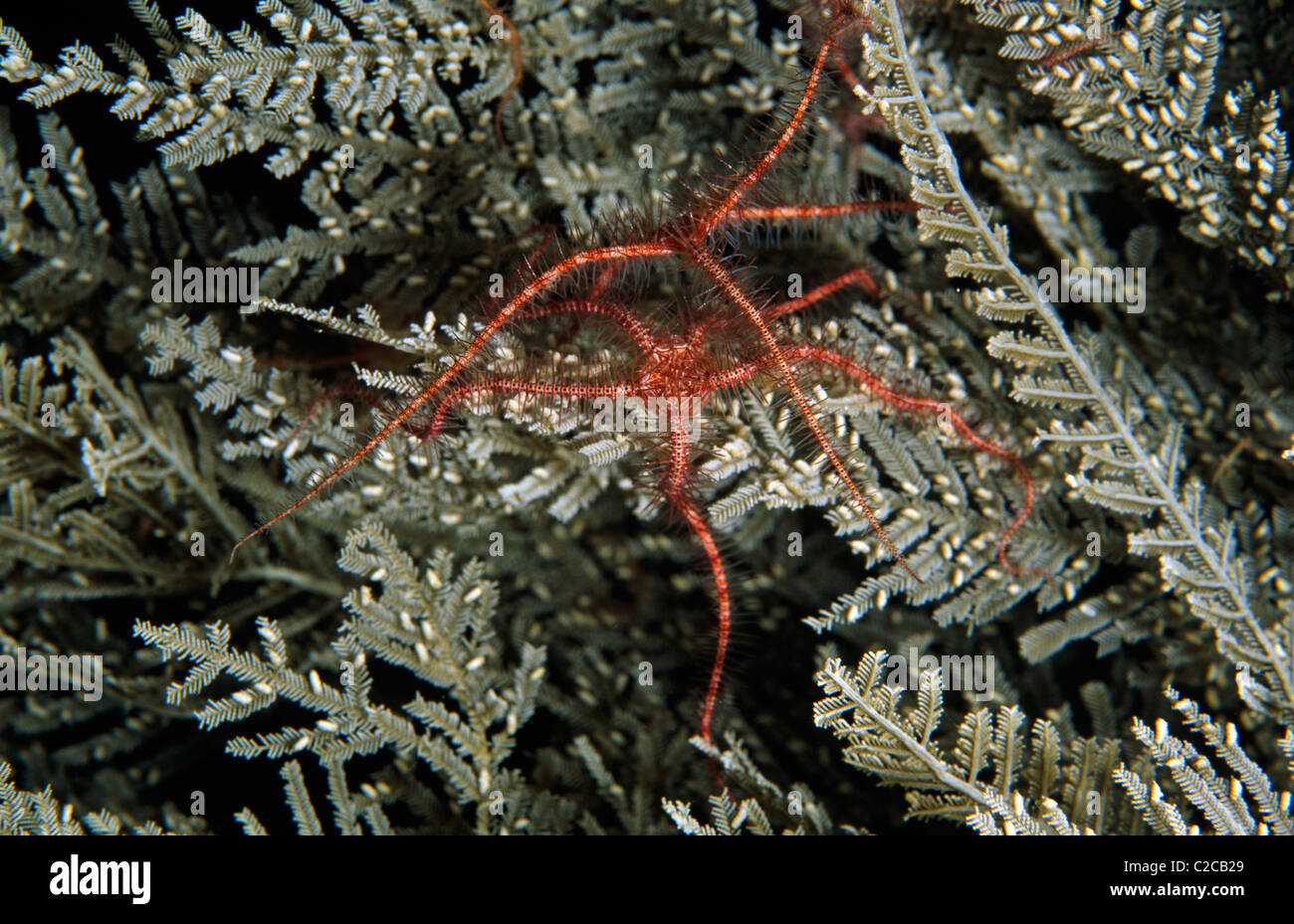 Estrella quebradiza, Ophiothrix sp, On Hydroid, Clase Hydrozoa, Manado, Sulawesi, Indonesia, Asia Foto de stock