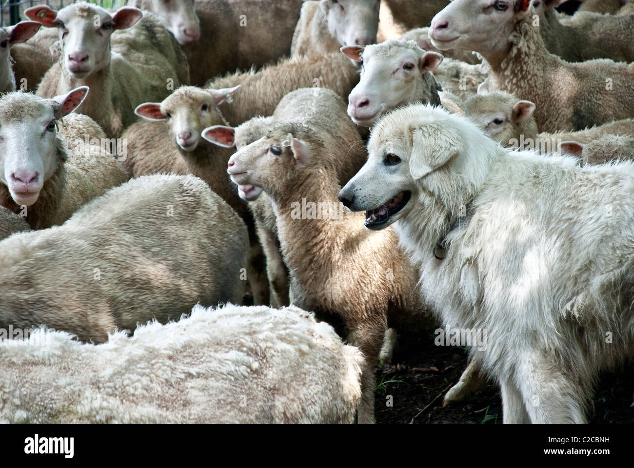 Maremma Ovejero Finn-Dorset pastoreo ovino, Stone Barns Center para la alimentación y la agricultura, Pocantico Hills, Nueva York, EE.UU. Foto de stock