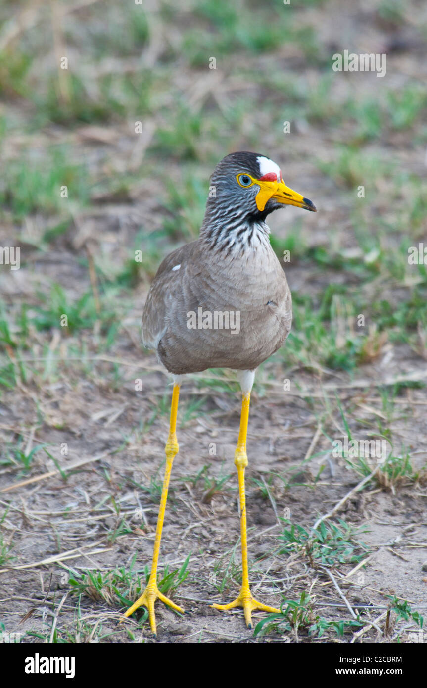 Chorlo, Wattled africanos Vanellus senegallus, Reserva Nacional de Masai Mara, Kenya, Africa. Foto de stock