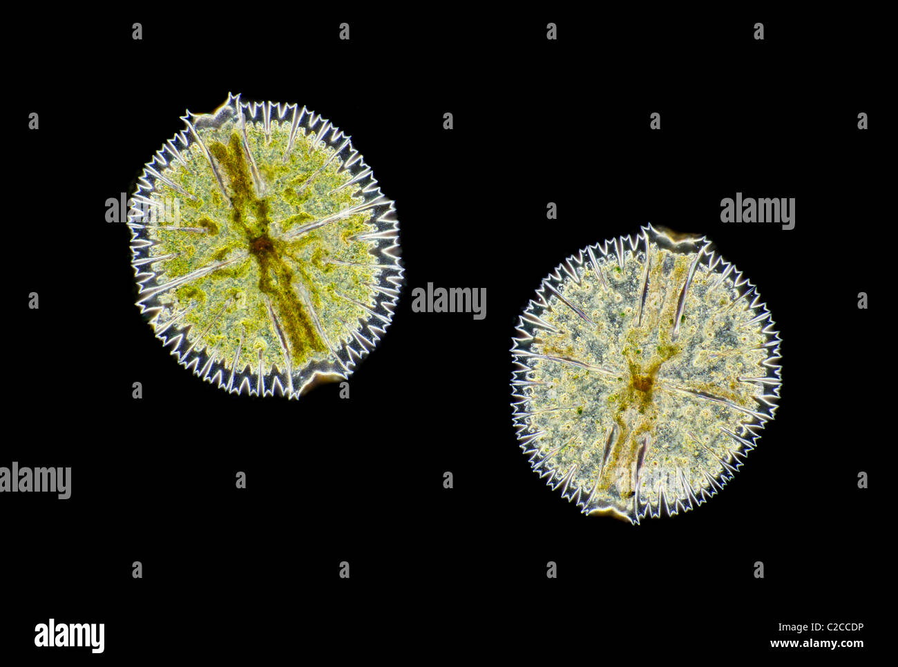 Micrasterias sp. alga, microfotografía Foto de stock