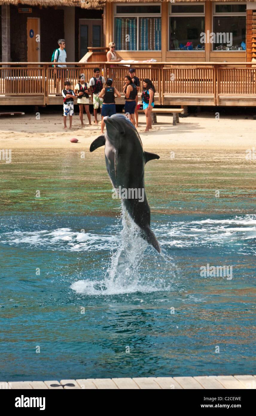 Salto de delfín Foto de stock