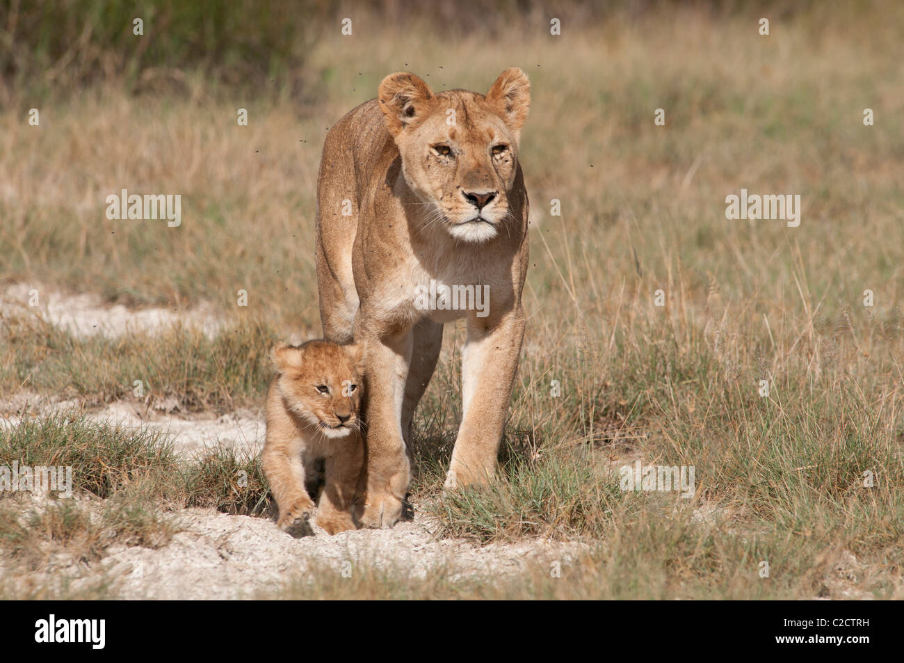Fotografía de Stock de un cachorro de león caminando delante de su madre. Foto de stock