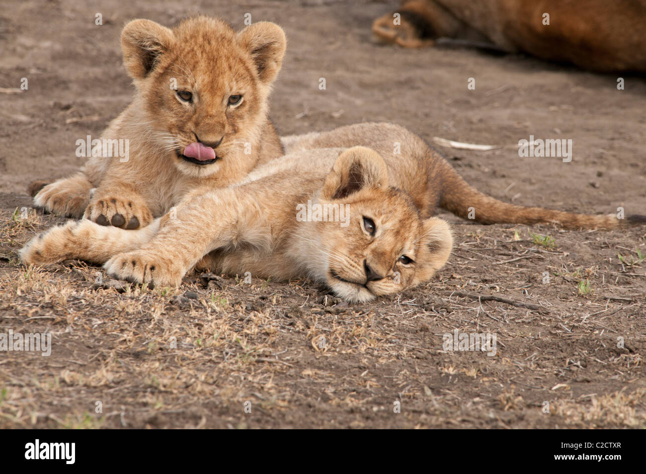 Fotos de dos cachorros de león tomar un descanso de jugar. Foto de stock