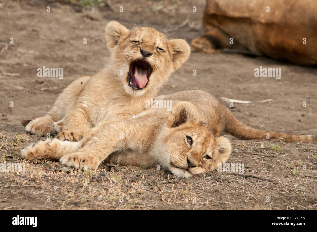 Fotos de dos cachorros de león tomar un descanso de jugar. Foto de stock