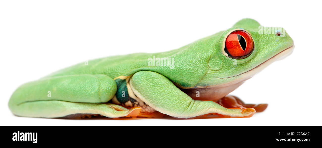 Red-eyed Treefrog, Agalychnis callidryas, sentado delante de un fondo blanco Foto de stock