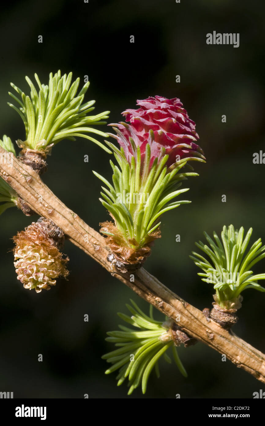 La flor femenina y hojas nuevas de la Unión árbol alerce (Larix decidua) Foto de stock