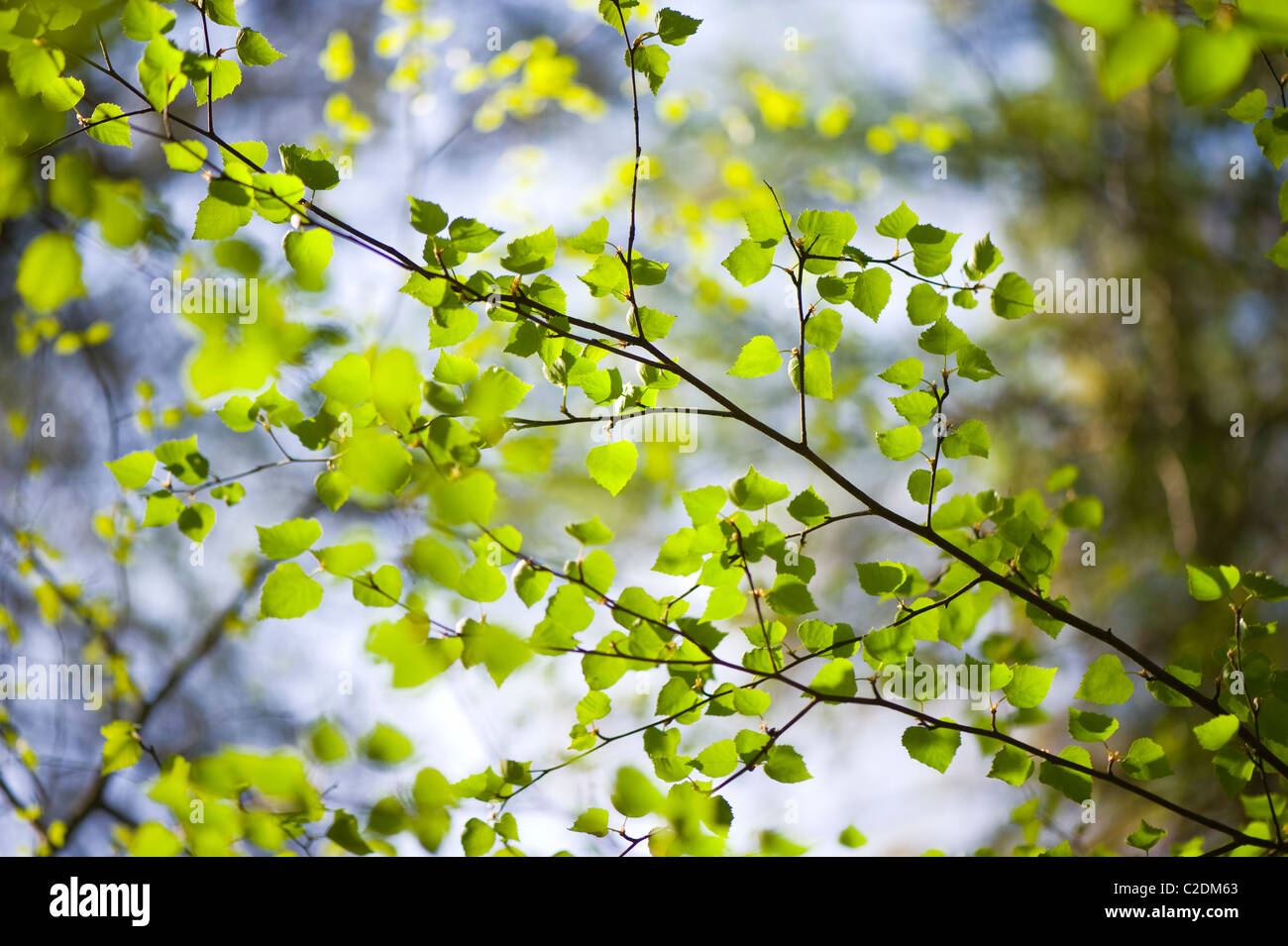 El follaje de primavera frescos Fagus sylvatica - Beech Tree Foto de stock