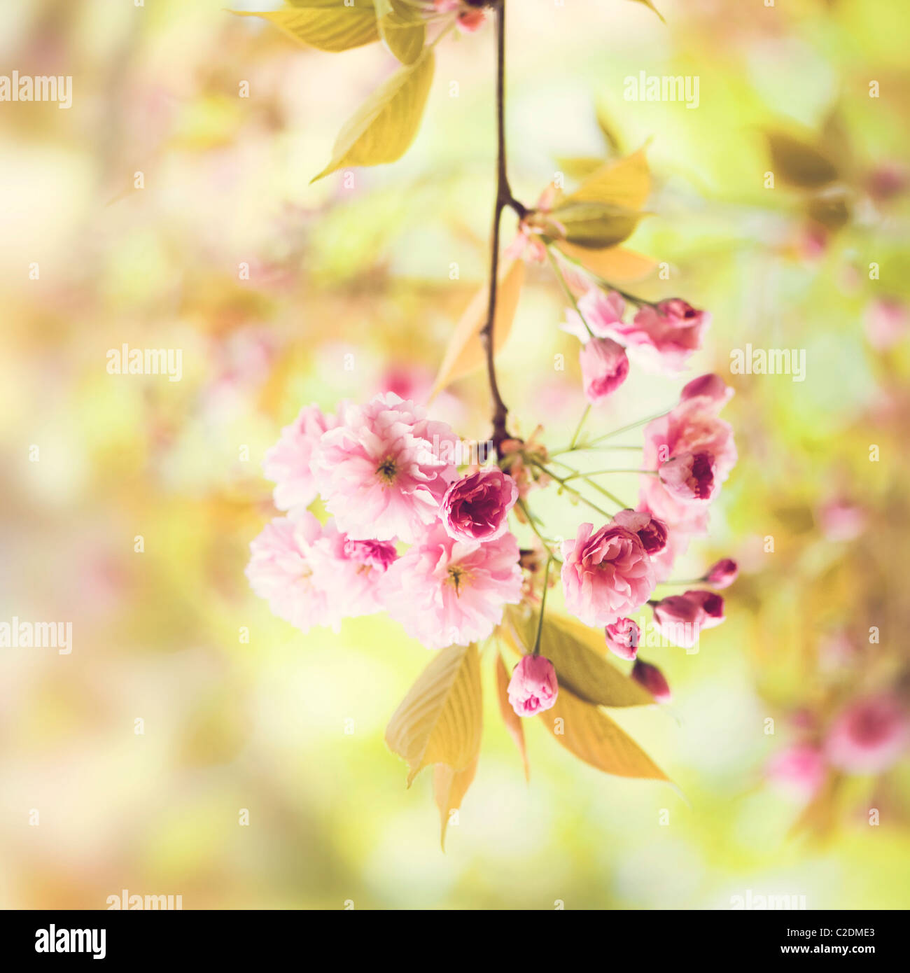 Flores de Cerezo Prunus Kanzan AGM Foto de stock