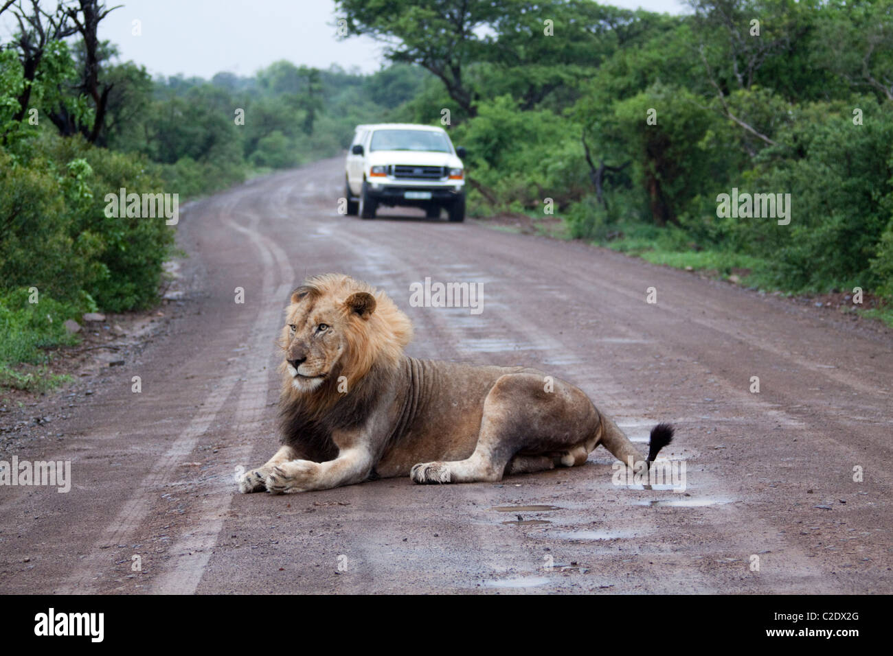 León macho (Panthera leo). Las especies vulnerables. Lion acostado sobre una carretera turística en Imfolozi. Foto de stock
