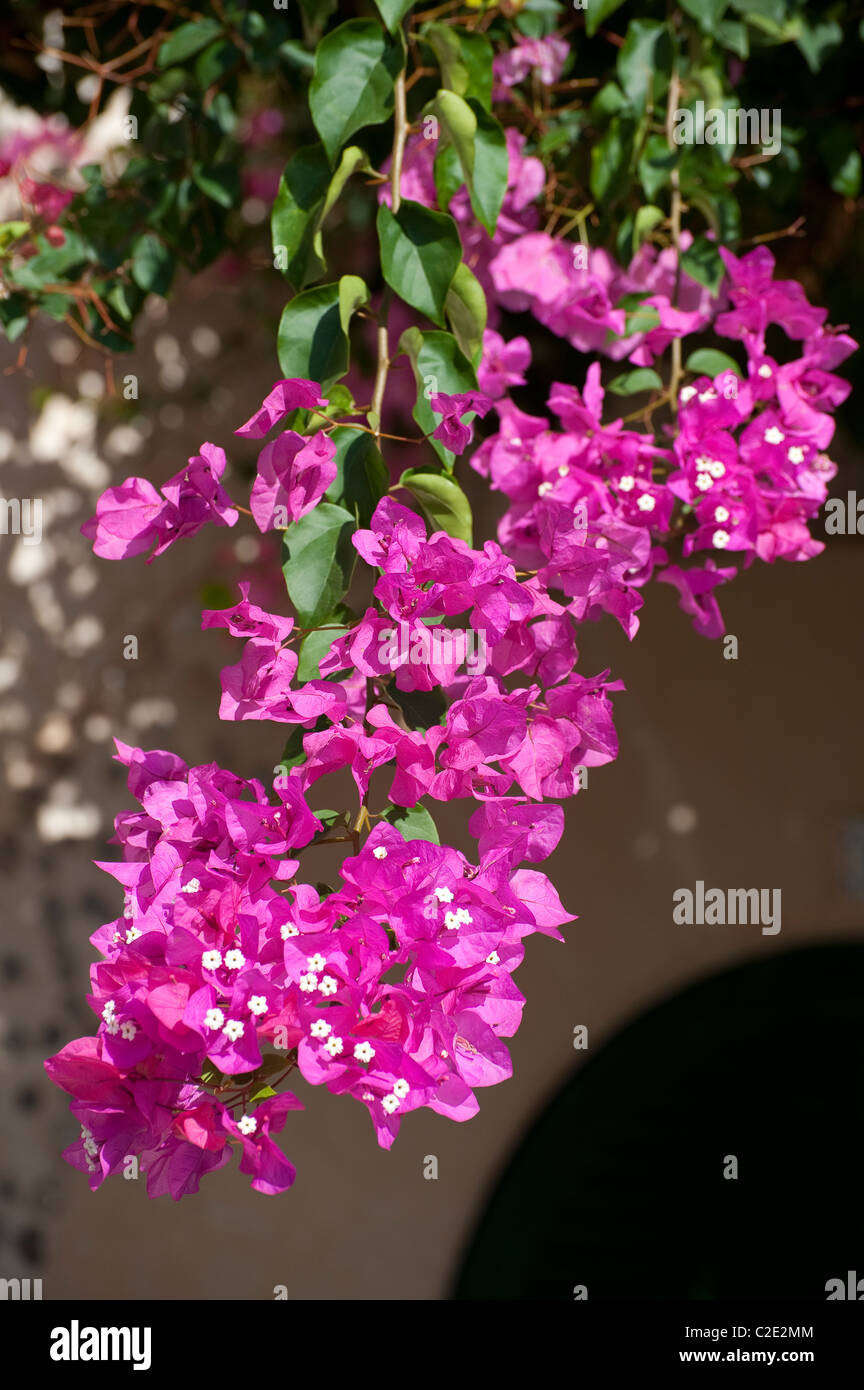 Bonitas flores rosas que crecen en el balneario español de Puerto Pollensa,  Mallorca Fotografía de stock - Alamy