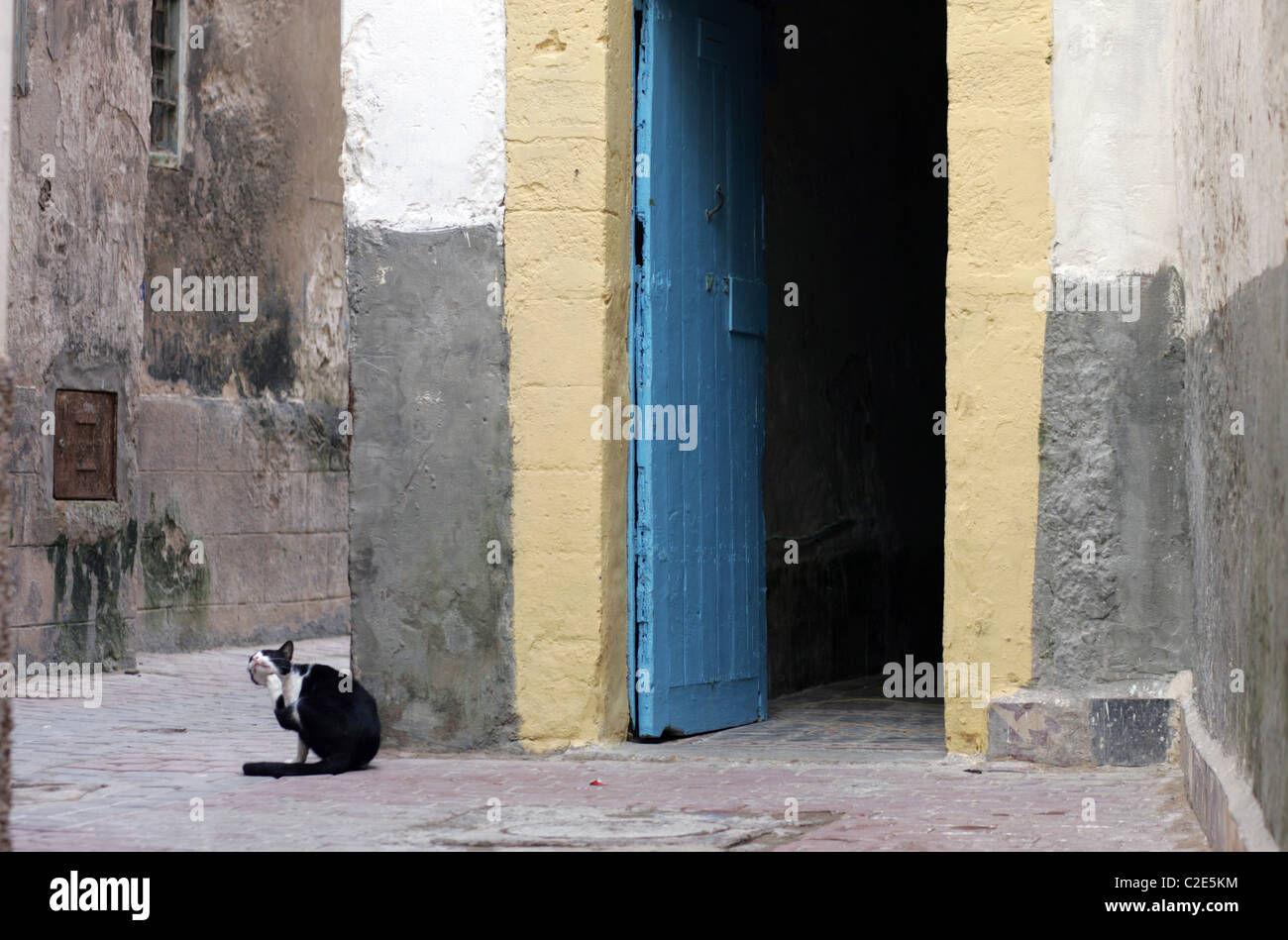 Un gato en la medina de Essaouira, Marruecos, África del Norte. Foto de stock
