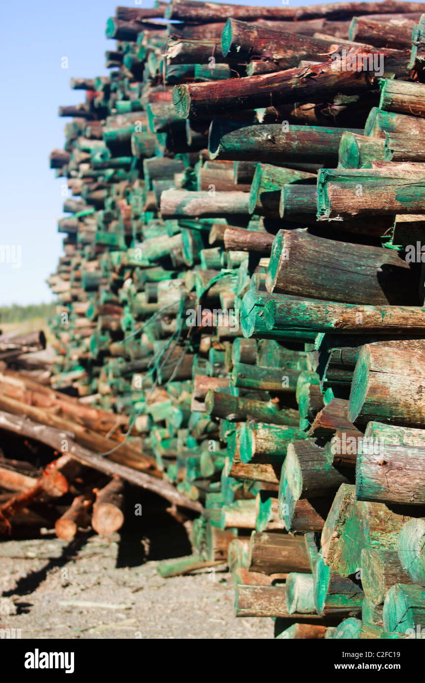 Pila de cortar troncos marcados para identificar la región de plantaciones. Sudáfrica. Foto de stock