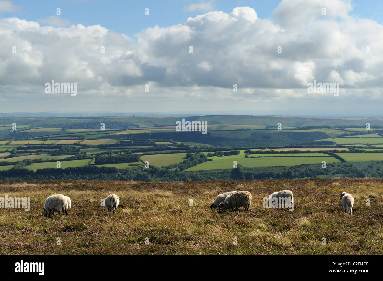 Un rebaño de ovejas pastando en Dunkery Beacon, Somerset Foto de stock
