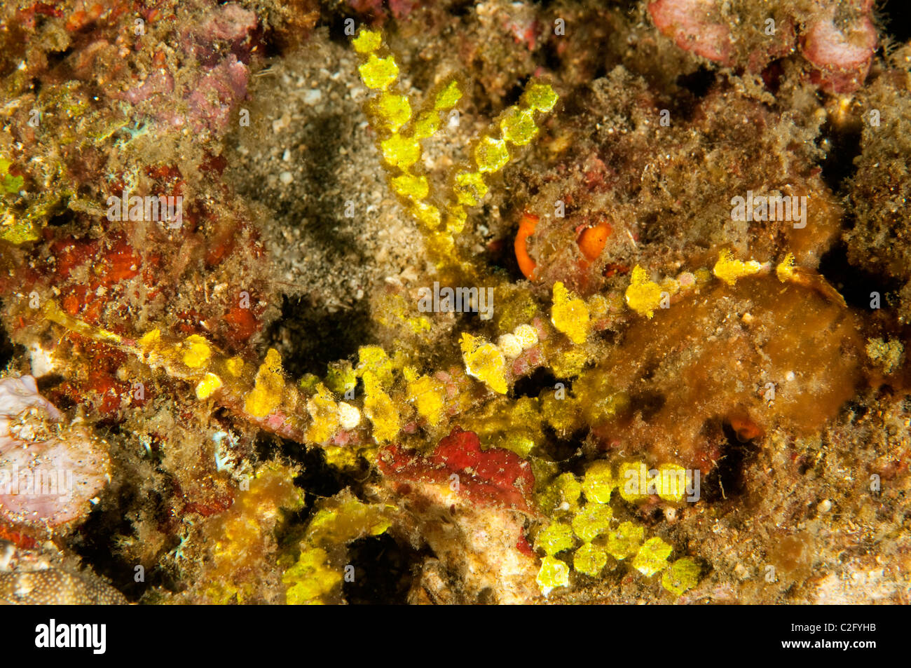 Agujas de mar alado, Halicampus macrorhynchus mimicing alga Halimeda Sulawesi, Indonesia Foto de stock