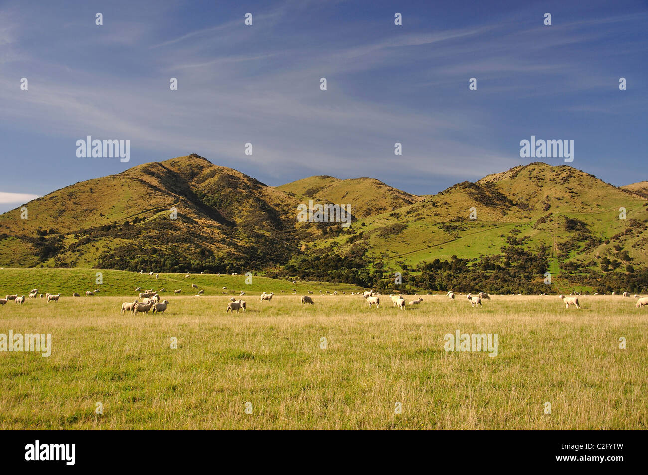 Ovejas en el campo, cerca de Culverden, la región de Canterbury, Isla del Sur, Nueva Zelanda Foto de stock