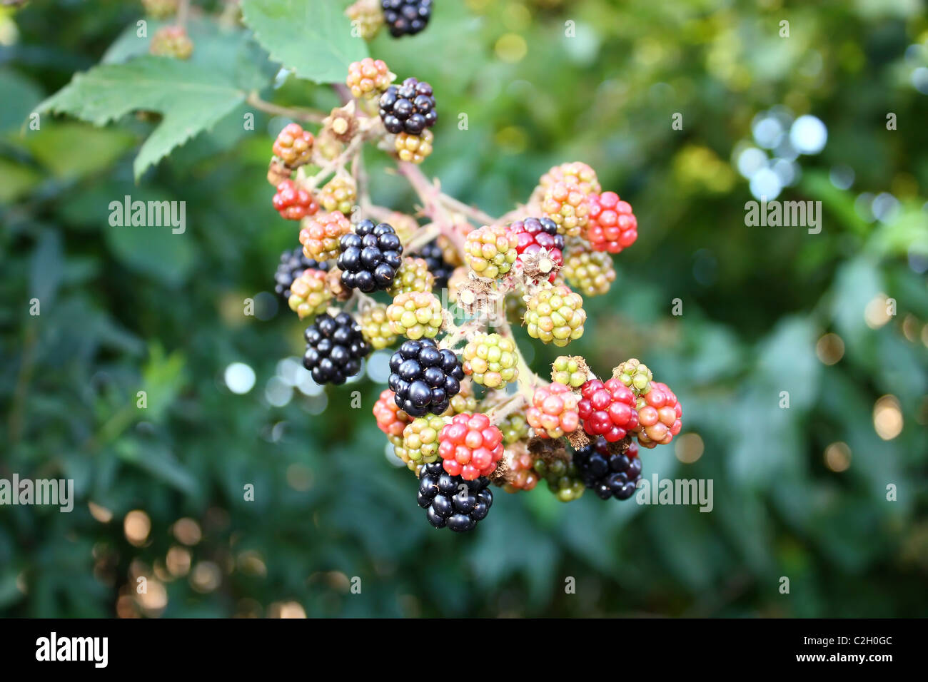 Rama de Blackberry con bayas silvestres Foto de stock